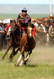蒙古人套马训马视频